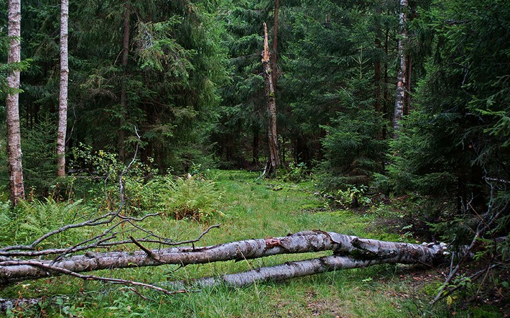 Пожилые супруги-грибники второй день блуждают в лесу между Тайшетом и Шелехово