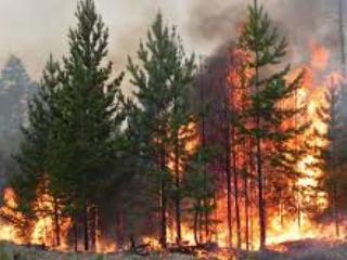 За сутки потушен лесной пожар в Усть-Илимском районе Приангарья