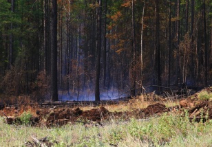 Два возгорания локализованы на землях лесного фонда Иркутской области за прошедшие сутки