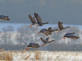 В Иркутской области гуси стали летать чаще