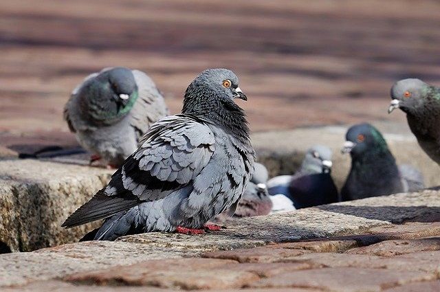 У найденных в иркутском Академгородке голубей не обнаружили инфекций