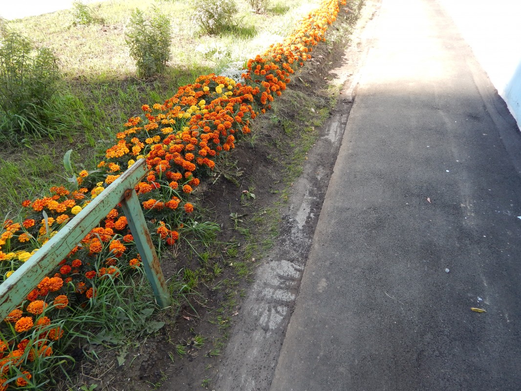 Миллион цветов высаживают на улицах Иркутска