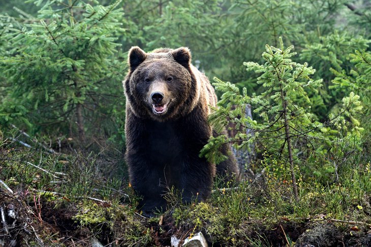 С 8 августа закрыли для посещения объекты КБЖД из-за медведей
