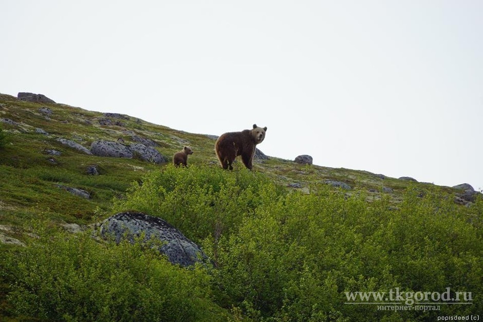 Выдача разрешений на посещение объектов Кругобайкальской железной дороги приостановлена из-за медведей
