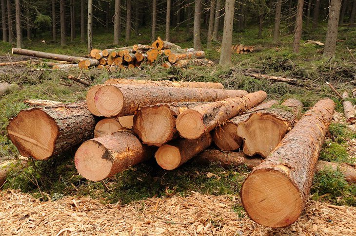 В Эхирит-Булагатском районе осудили банду за незаконную рубку леса на 1,7&nbsp;миллиона рублей