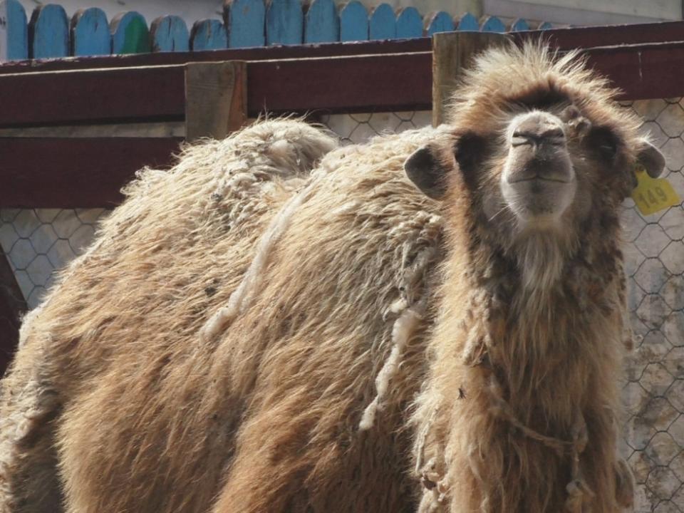 В Иркутском контактном зоопарке поселилась любопытная верблюдица