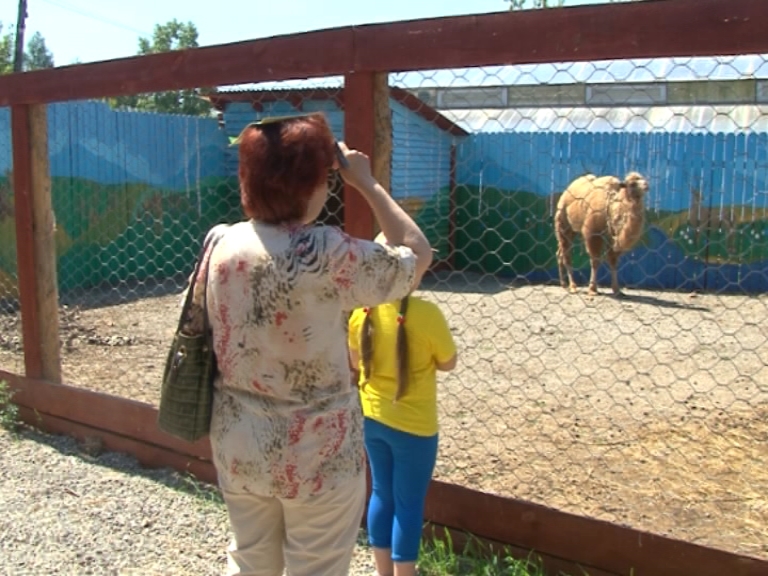 В иркутском детском зоопарке появился двугорбый верблюд
