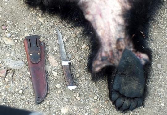 Медведи без шкур найдены в лесу Прибайкалья