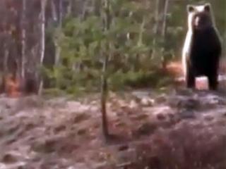 В Усть-Кутском районе к рабочим на БАМе пришел медвежонок (видео)