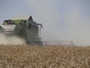 В Иркутской области убрали около половины площади зерновых и зернобобовых культур