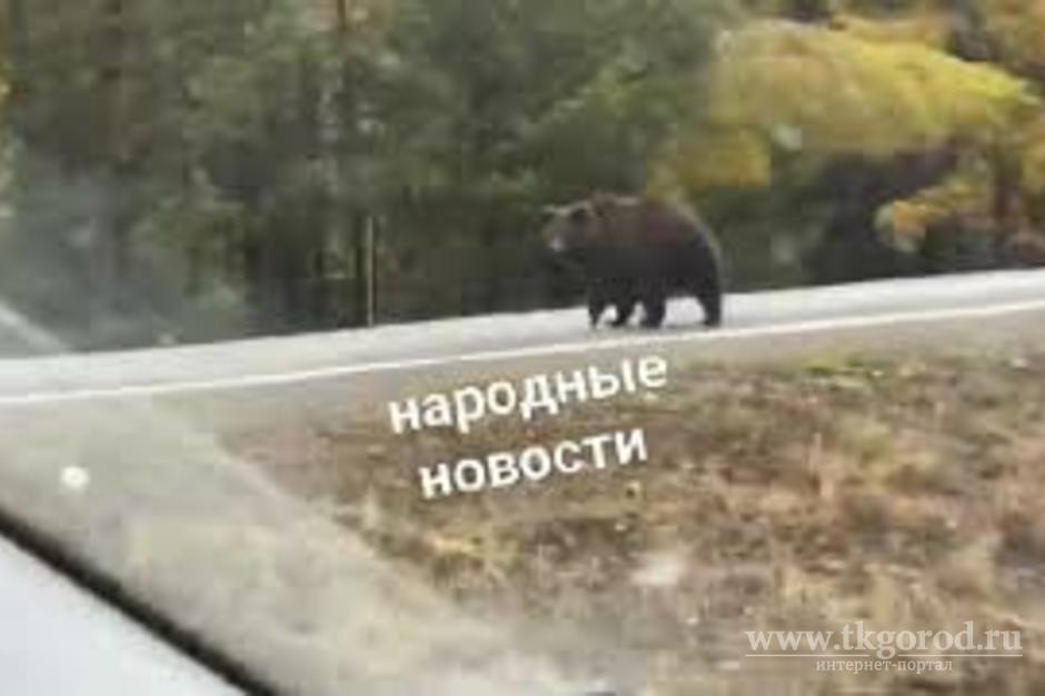 Встреча на дороге. Вблизи Братска автолюбители встретили медведя