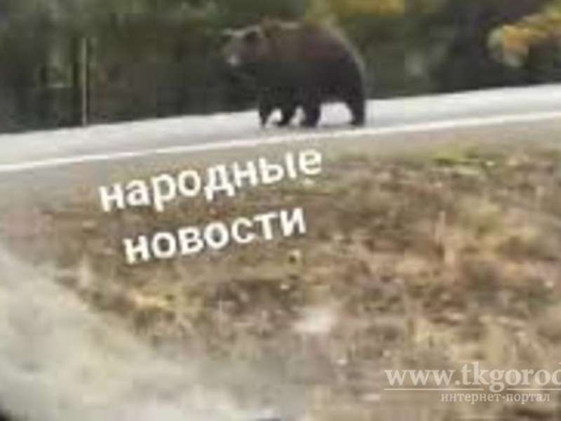 Медведь вышел на трассу «Вилюй» возле Братска <meta itemprop=url content=https://irksib.ru/allnews/13-incients/20895-medved-vyshel-na-trassu-vilyuj-vozle-bratska />