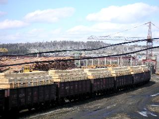 В Иркутской области контрабандисты экспортировали древесину на 19 млн рублей