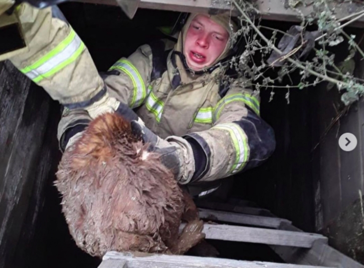 Пожарные в Иркутской области спали пса, провалившегося в выгребную яму