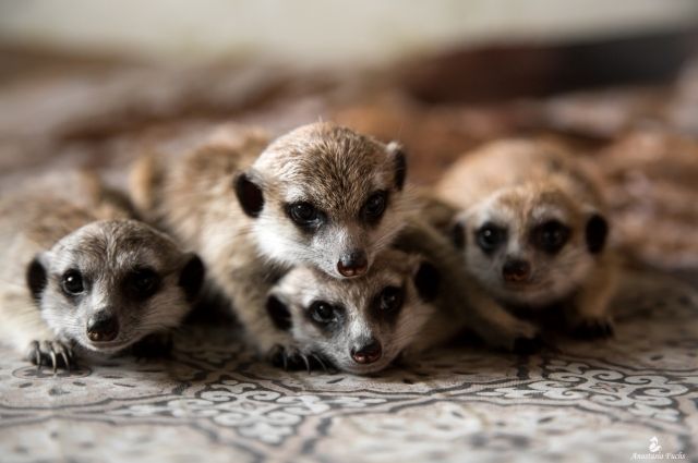 В Иркутском зоосаде родились четверо сурикатов. Фото