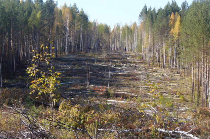 Двое ангарчан предстанут перед судом за мошенничество и незаконную рубку леса на 23 миллиона рублей