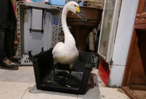 Раненого лебедя привезли на лечение в иркутскую зоогалерею