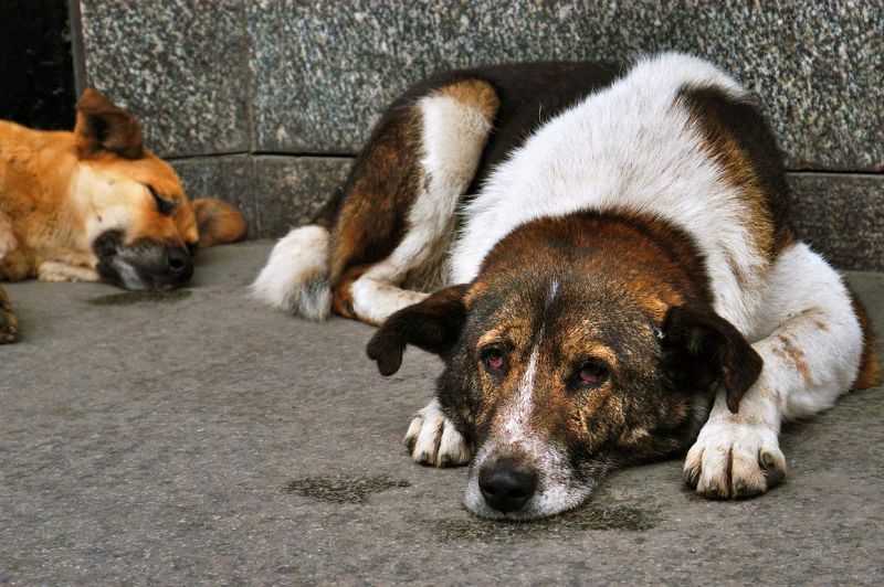 Работу приюта для собак и кошек в Иркутском районе проверили депутаты ЗС