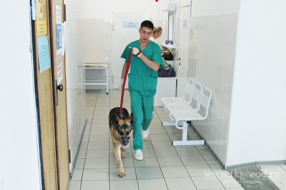 Служба ветеринарии Иркутской области организовала работу консультационной линии