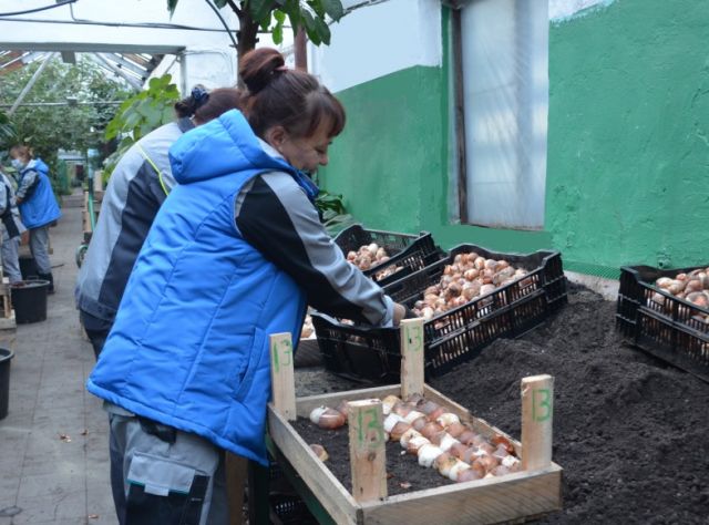 В иркутском «Горзеленхозе» начали высаживать тюльпаны к 8 Марта