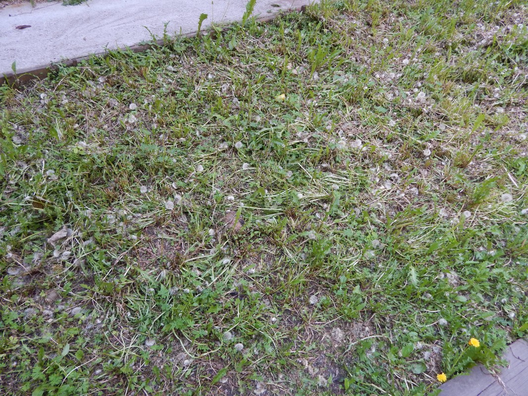 Жители Иркутска могут отказаться от скашивания травы около своих домов