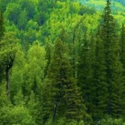 В Иркутском районе пенсионерка ушла в лес за черемшой и не вернулась