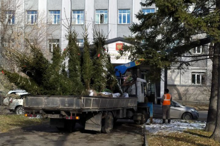 143 крупномерных саженца высадят осенью в 16 общественных пространствах Иркутска