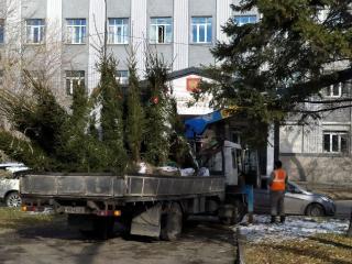143 крупномерных деревьев высадят осенью в общественных пространствах Иркутска