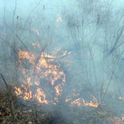 В Тайшетском районе вчера бушевали два лесных пожара
