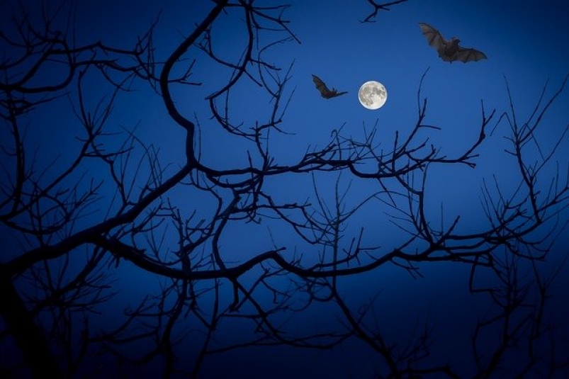 Хэллоуин и Полнолуние в одном флаконе: какие опасности ждут 31 октября