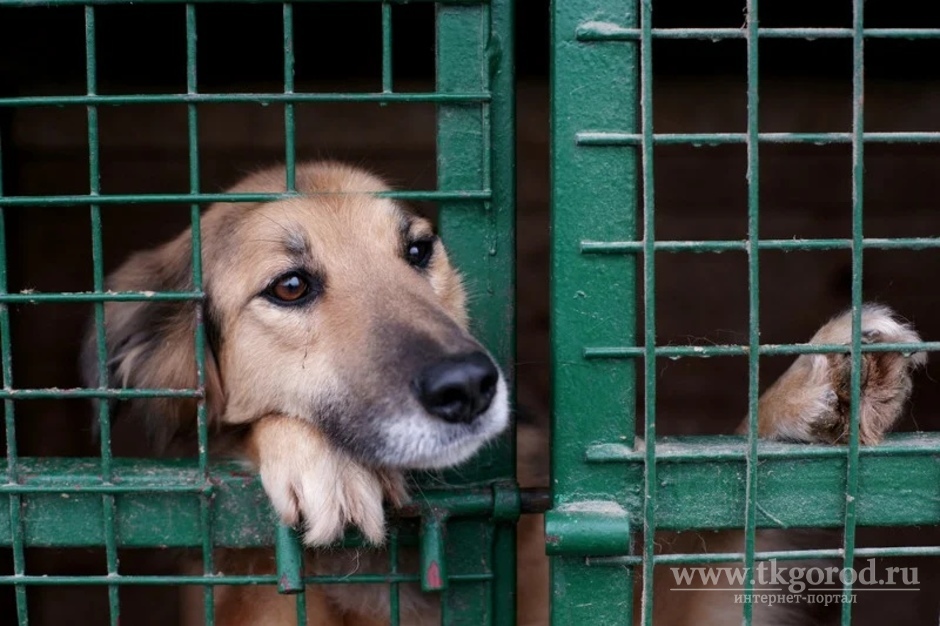 Зоозащитники Приангарья сообщили о массовой гибели собак в приюте для бездомных животных