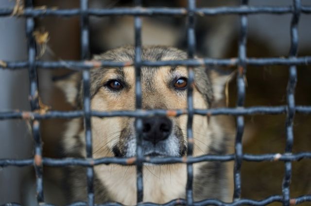 В Иркутске собак, размещённых в приюте «К-9» обследовали ветеринары