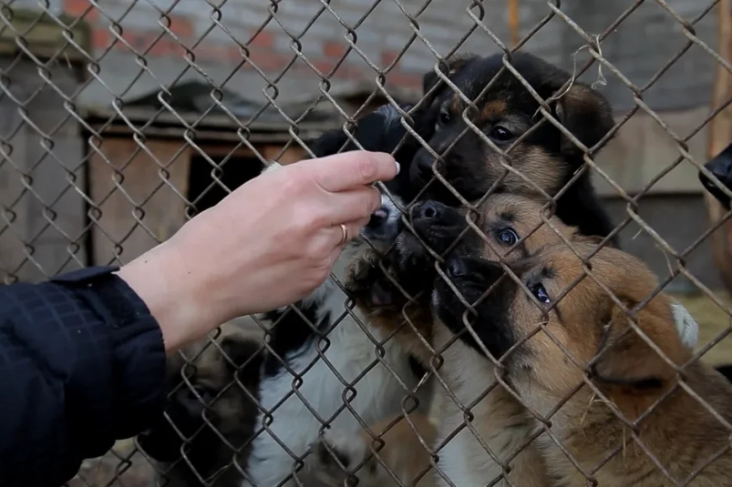 Волонтеры ООО "Транснефть – Восток" оказали помощь приюту для животных в Братске