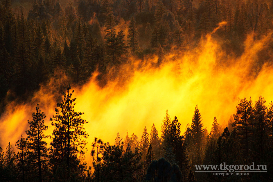 В Иркутской области рассмотрят законопроект об увеличении в 10 раз штрафов за нарушение правил пожарной безопасности в лесах