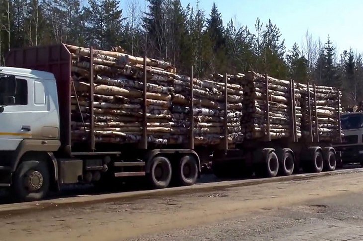 Контрабанду древесины на 100 миллионов рублей раскрыли в Братском районе