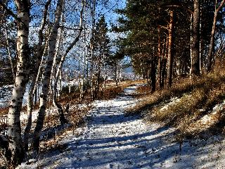 Территорию лесного массива в Академгородке Иркутска благоустроят в 2021 году