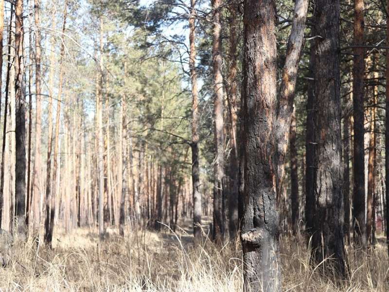 Лесной массив в Академгородке благоустроят за три года <meta itemprop=url content=https://irksib.ru/allnews/12-social/21710-lesnoj-massiv-v-akademgorodke-blagoustroyat-za-tri-goda />