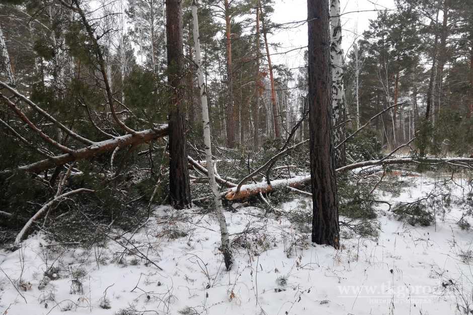 В Братском районе полицейские пресекли деятельность нелегальных лесозаготовителей