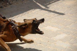 Проверку по нападению собаки на ребенка начали следователи Ангарска
