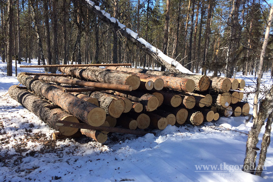 В Приангарье осудят чёрных лесорубов, вырубивших деревьев на 14 миллионов рублей