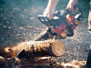 В Приангарье черные лесорубы вырубили деревья на сумму более 14 млн рублей