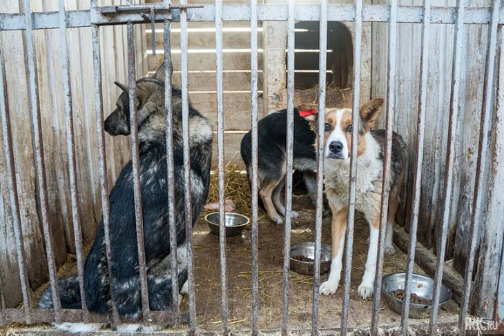 Три муниципалитета Иркутской области расторгли контракты на отлов животных с приютом «Пять звёзд»
