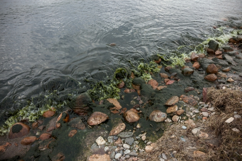 Ученые планируют определить геном загрязняющей Байкал водоросли спирогиры