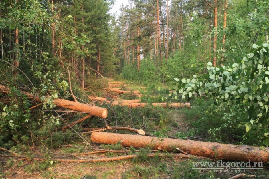 В Братском районе для защиты от пожаров поселка Озерный планировали вырубить 51 гектар леса, включая особо охраняемые участки