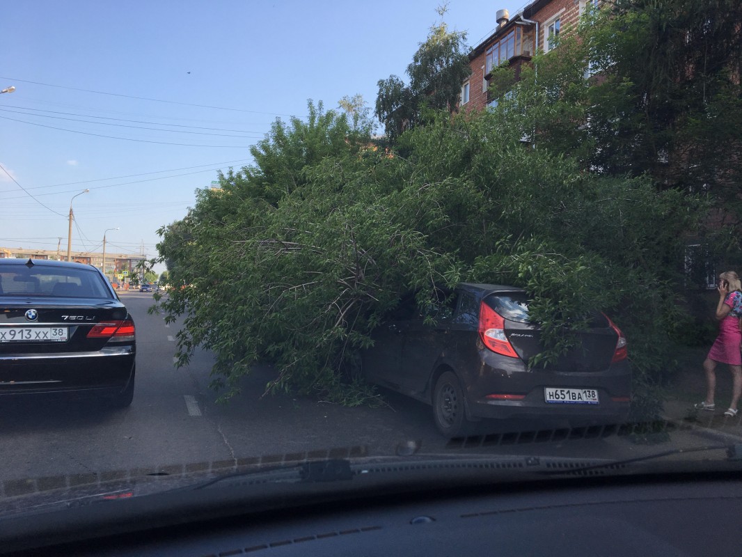 Дерево рухнуло на два автомобиля в Иркутске