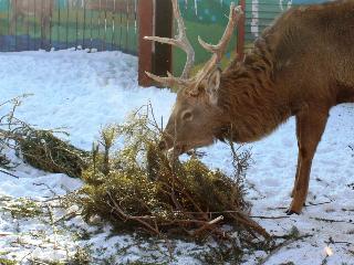 Иркутянам предлагают сдать живые новогодние елки для подкормки животных Зоосада