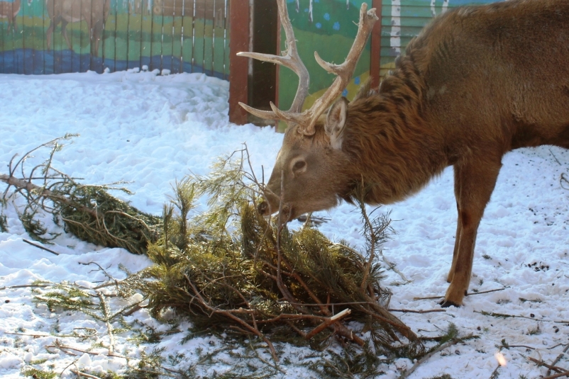 Иркутский зоосад организовал сбор новогодних елок