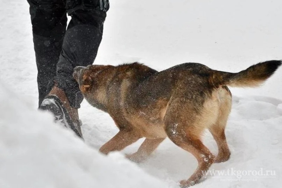 В Усть-Илимском районе полицейский застрелил агрессивную собаку, нападавшую на людей