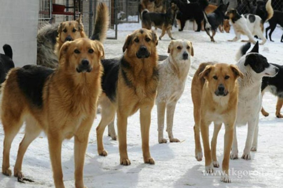 В Братском районе в 2021 году планируют отловить 215 безнадзорных собак