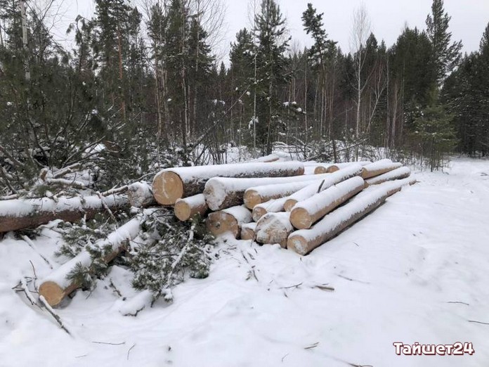 В Чунском районе лесозаготовители-нелегалы напилили на 700 000 рублей